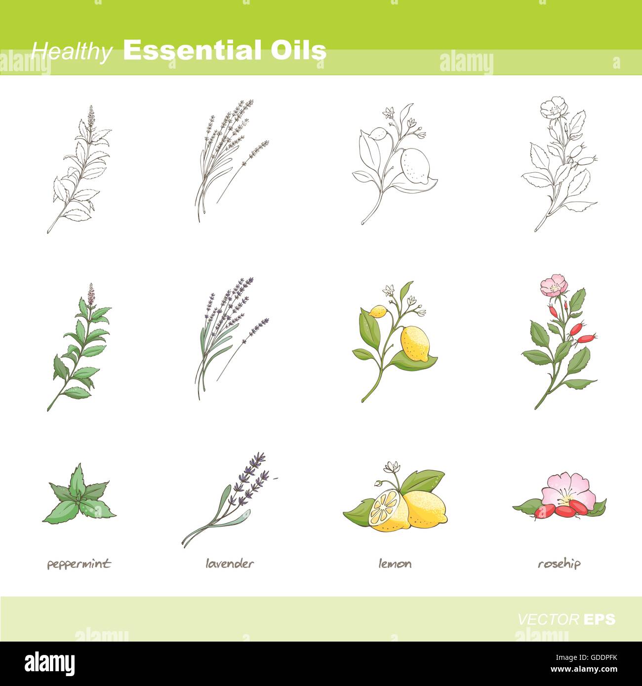 Healthy essential oils set: mint, lavender, lemon and rosehip Stock Vector