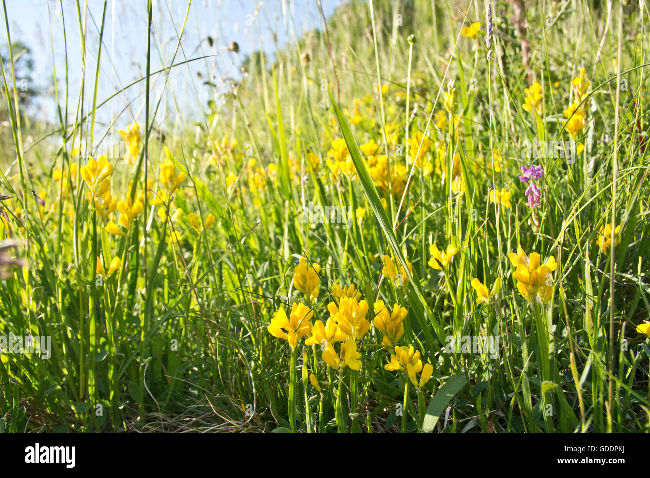 Switzerland,Europe,Jura,meadow,pasture,willow,dry meadow,rough pasture,winged broom,Genista sagittalis,summer Stock Photo