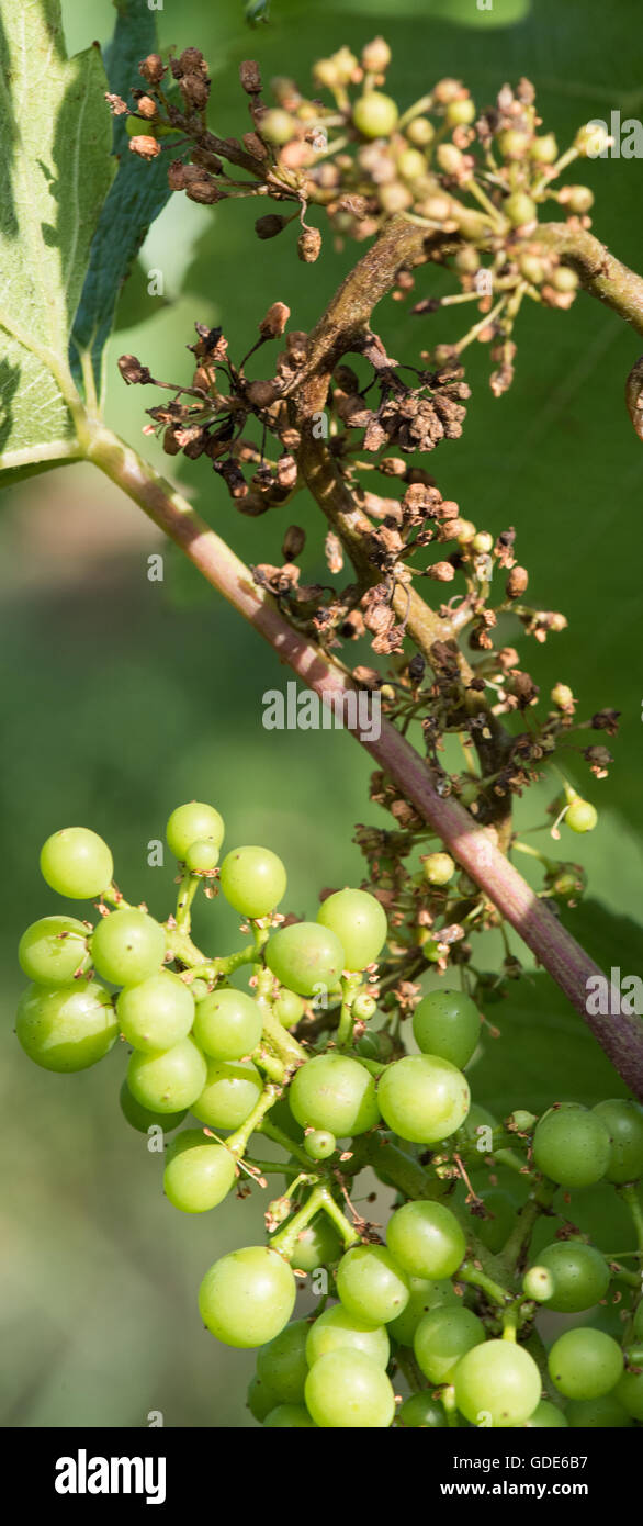 Ehrenkirchen, Germany. 15th July, 2016. The effects of the fungal disease 'fake mildew' can be seen on grapes in a vineyard near Ehrenkirchen, Germany, 15 July 2016. The high amount of rain in the past weeks have supported the fungus' profileration. Photo: Patrick Seeger/dpa/Alamy Live News Stock Photo