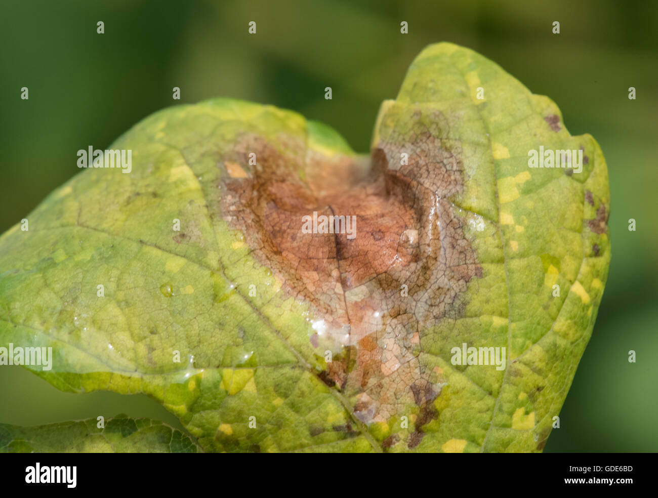 Ehrenkirchen, Germany. 15th July, 2016. The effects of the fungal disease 'fake mildew' can be seen on a wine leaf in a vineyard near Ehrenkirchen, Germany, 15 July 2016. The high amount of rain in the past weeks have supported the fungus' profileration. Photo: Patrick Seeger/dpa/Alamy Live News Stock Photo
