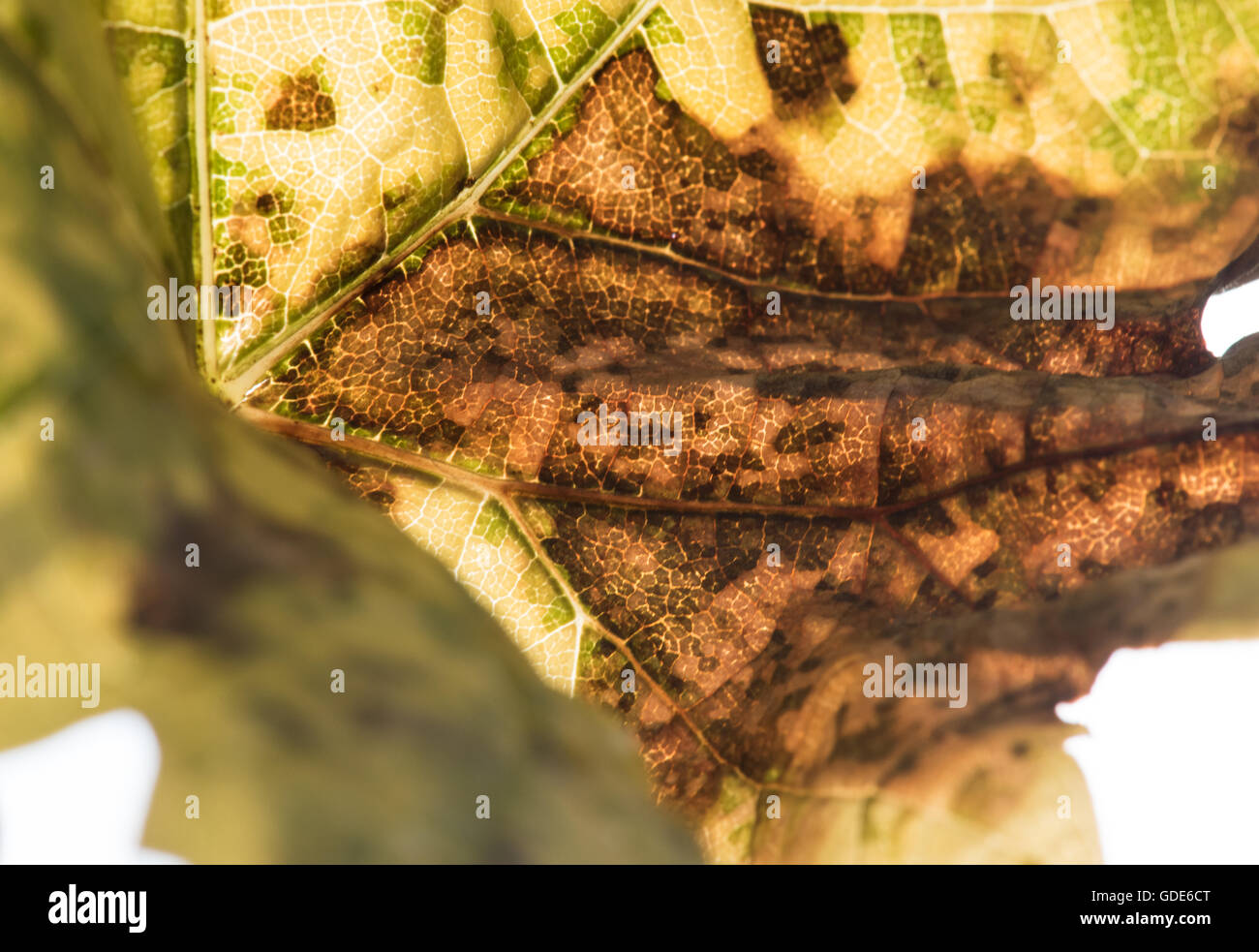 Ehrenkirchen, Germany. 15th July, 2016. The effects of the fungal disease 'fake mildew' can be seen on a wine leaf in a vineyard near Ehrenkirchen, Germany, 15 July 2016. The high amount of rain in the past weeks have supported the fungus' profileration. Photo: Patrick Seeger/dpa/Alamy Live News Stock Photo