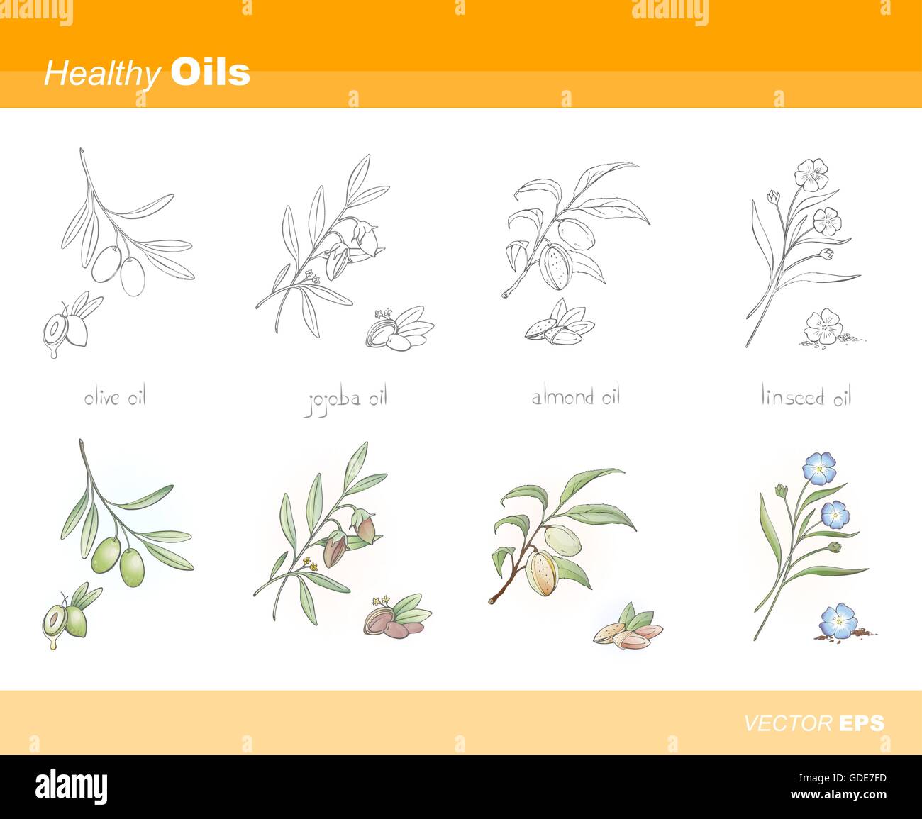 Healthy oils set: olive, jojoba, almond and linseed Stock Vector