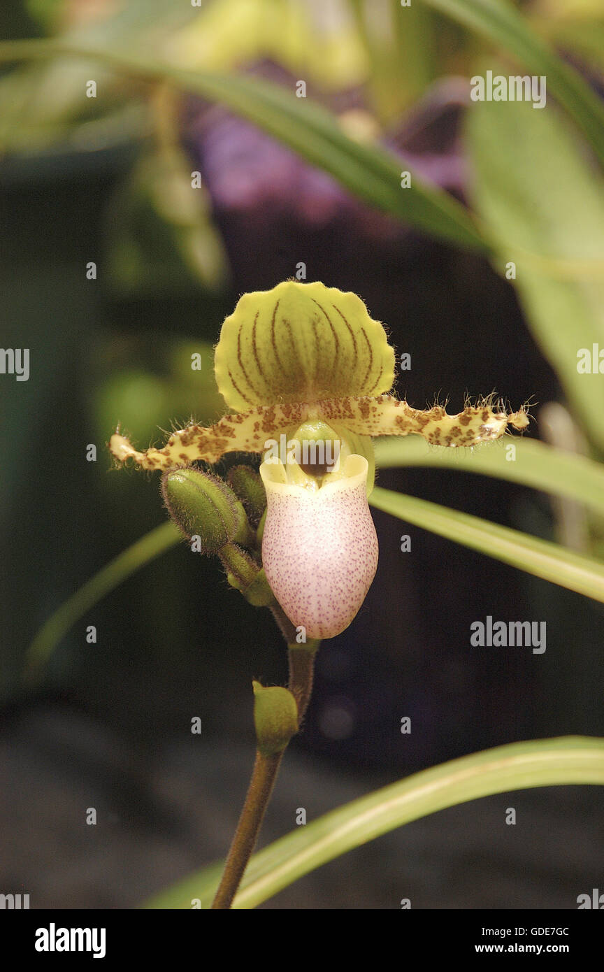 Paphiopedilum chamberlainianum x pinocchio  lady slipper orchid, Stock Photo