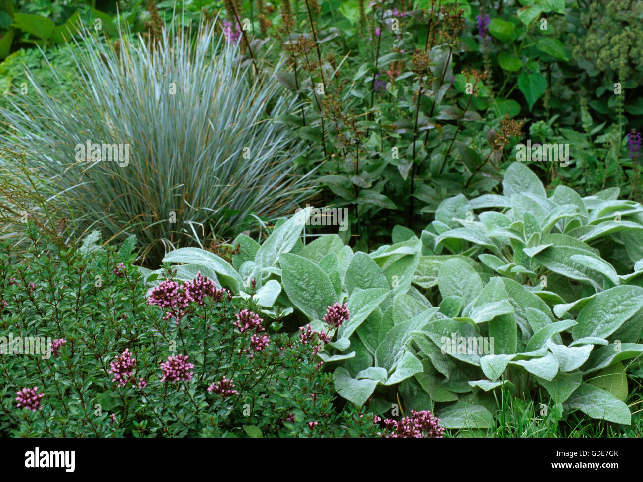 Oregano Herrenhausen, Salvia officinalis 'Berggarten', Festuca, Stock Photo