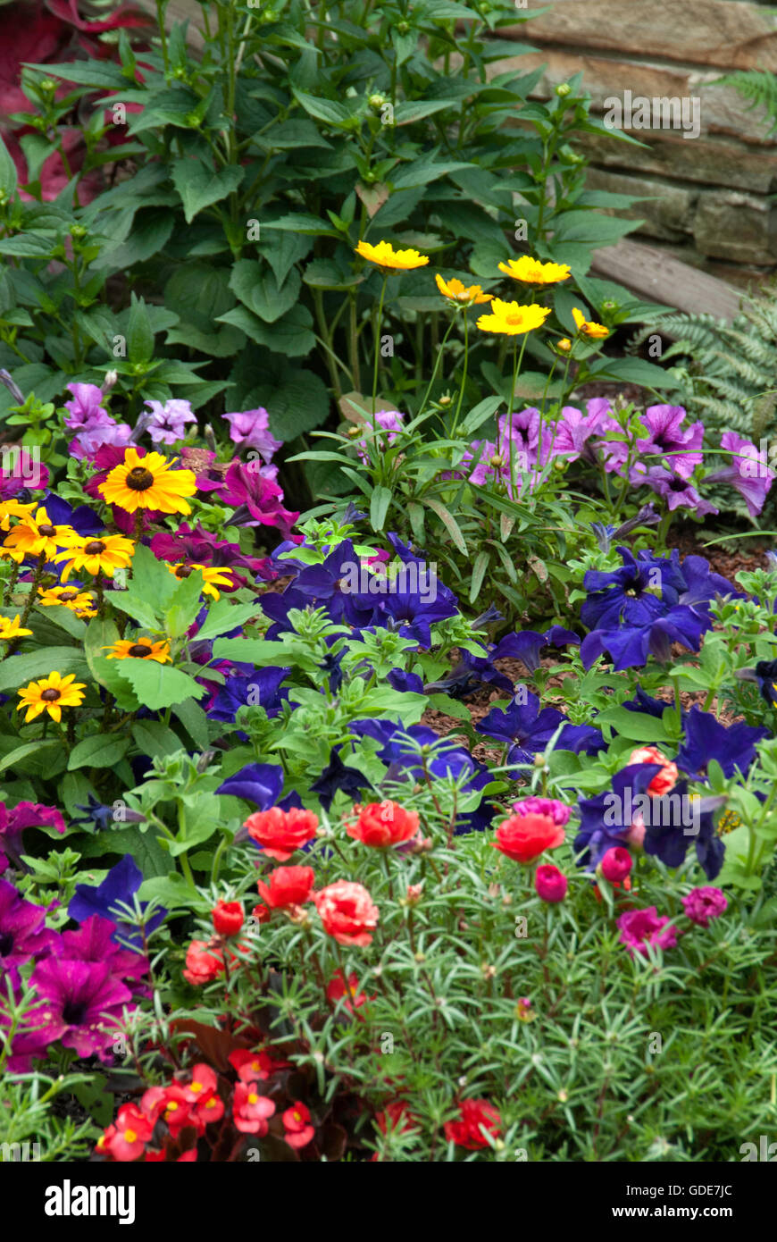 Annual colorful garden with Portulaca, petunias, coreopsis, rudbeckia, Stock Photo