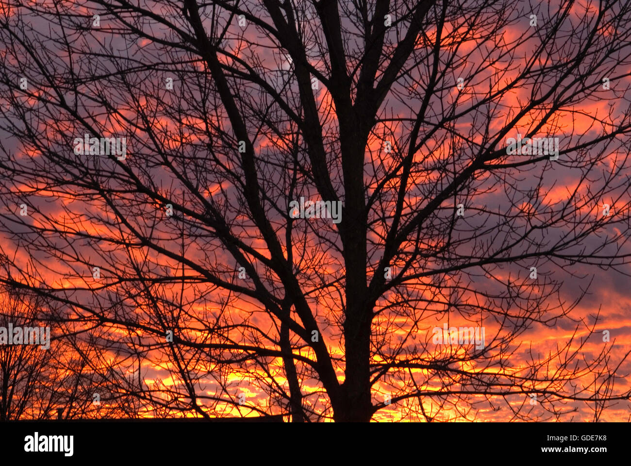 Fiery, evening, sky  , Oak tree, silhouette, Stock Photo