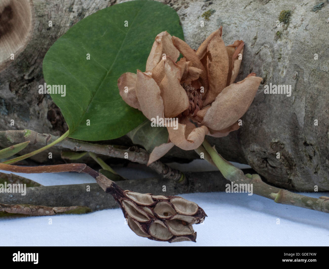 Magnolia sieboldii, dried, fall, flower ,seed, pod Stock Photo