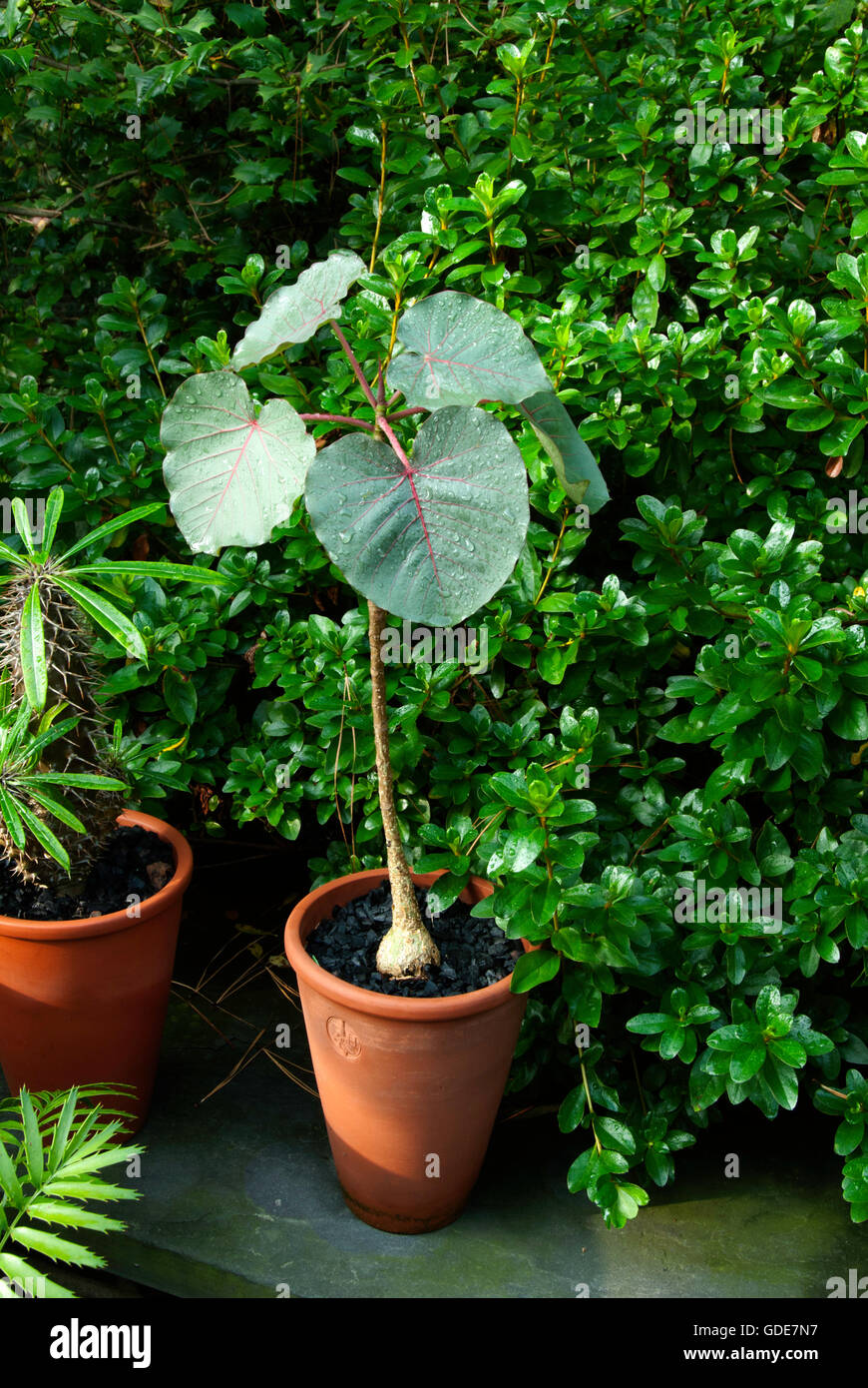 Ficus petiolaris , Rock Fig Stock Photo