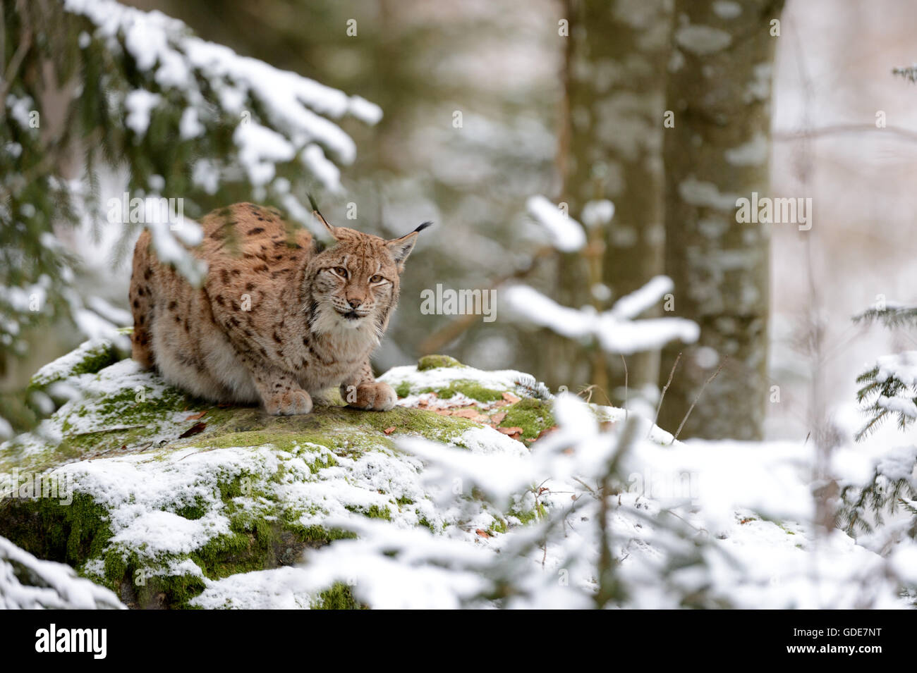 Lynx Stock Photo
