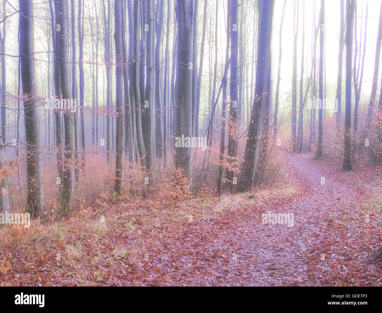 Creative,Softly,autumn,forest way,wood,forest,way,alienated,concepts, Stock Photo