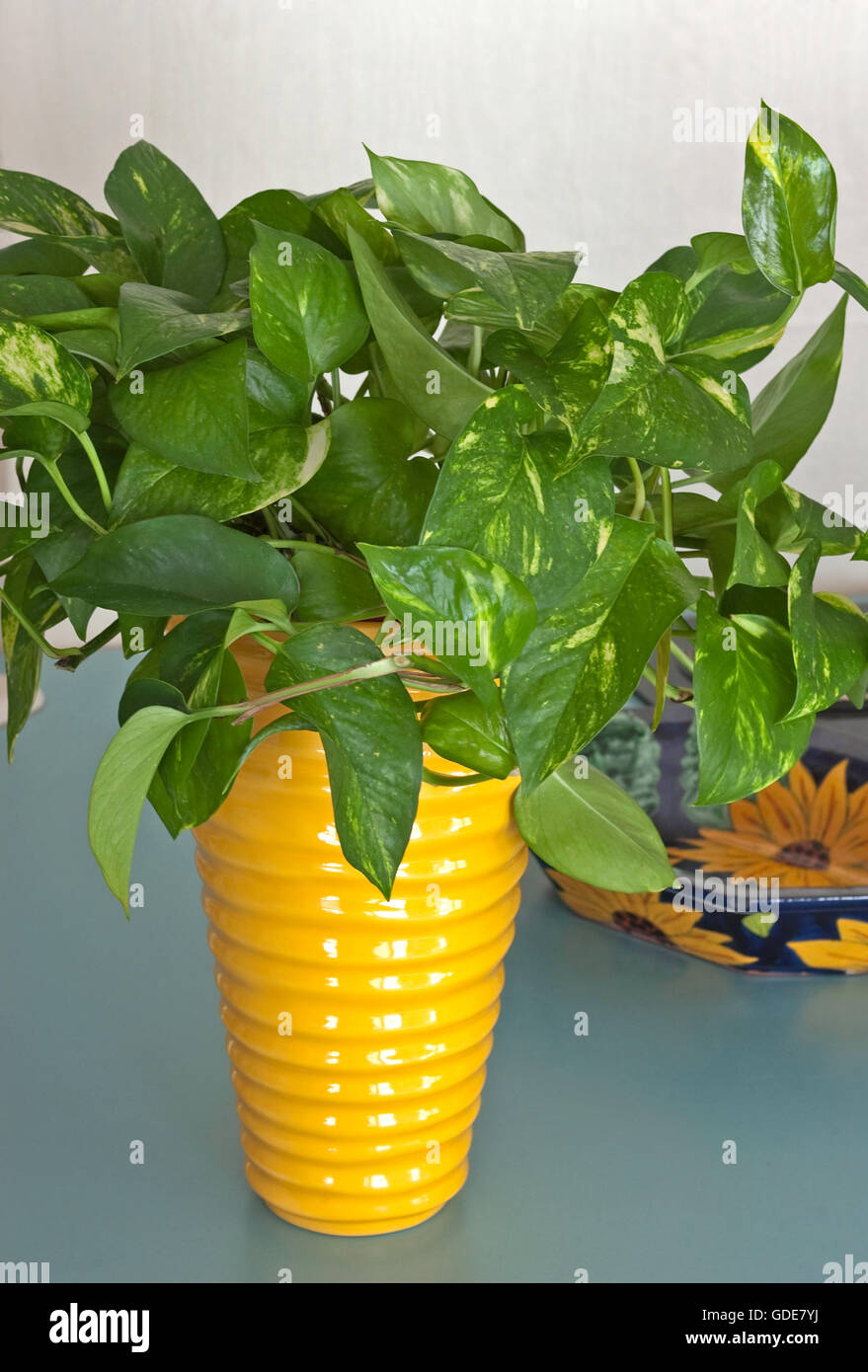 Epipremnum aureum, Golden Pothos, Philodendron Stock Photo - Alamy