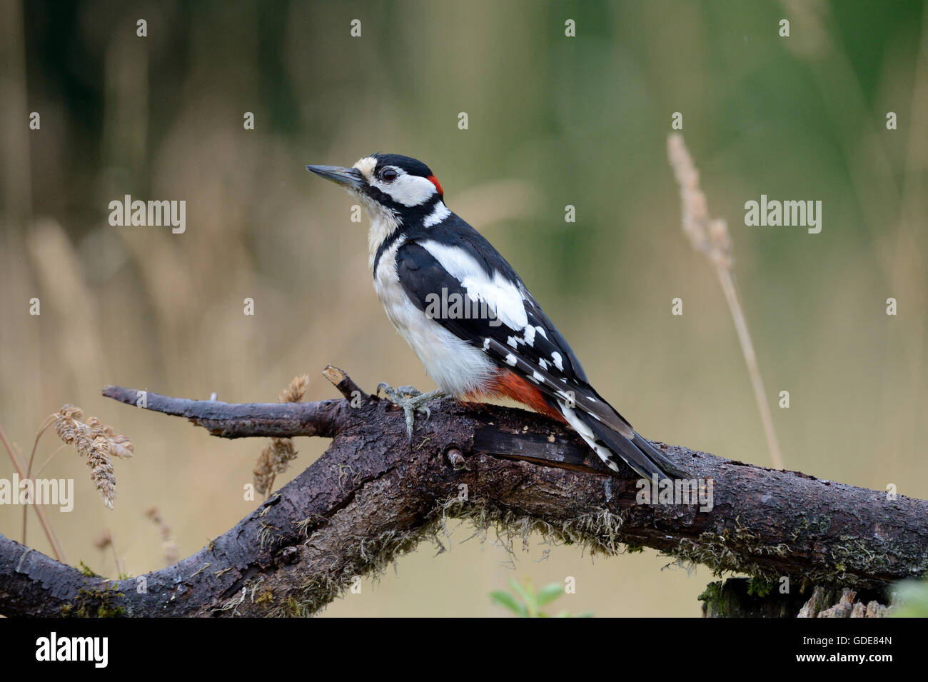Spotted woodpecker Stock Photo