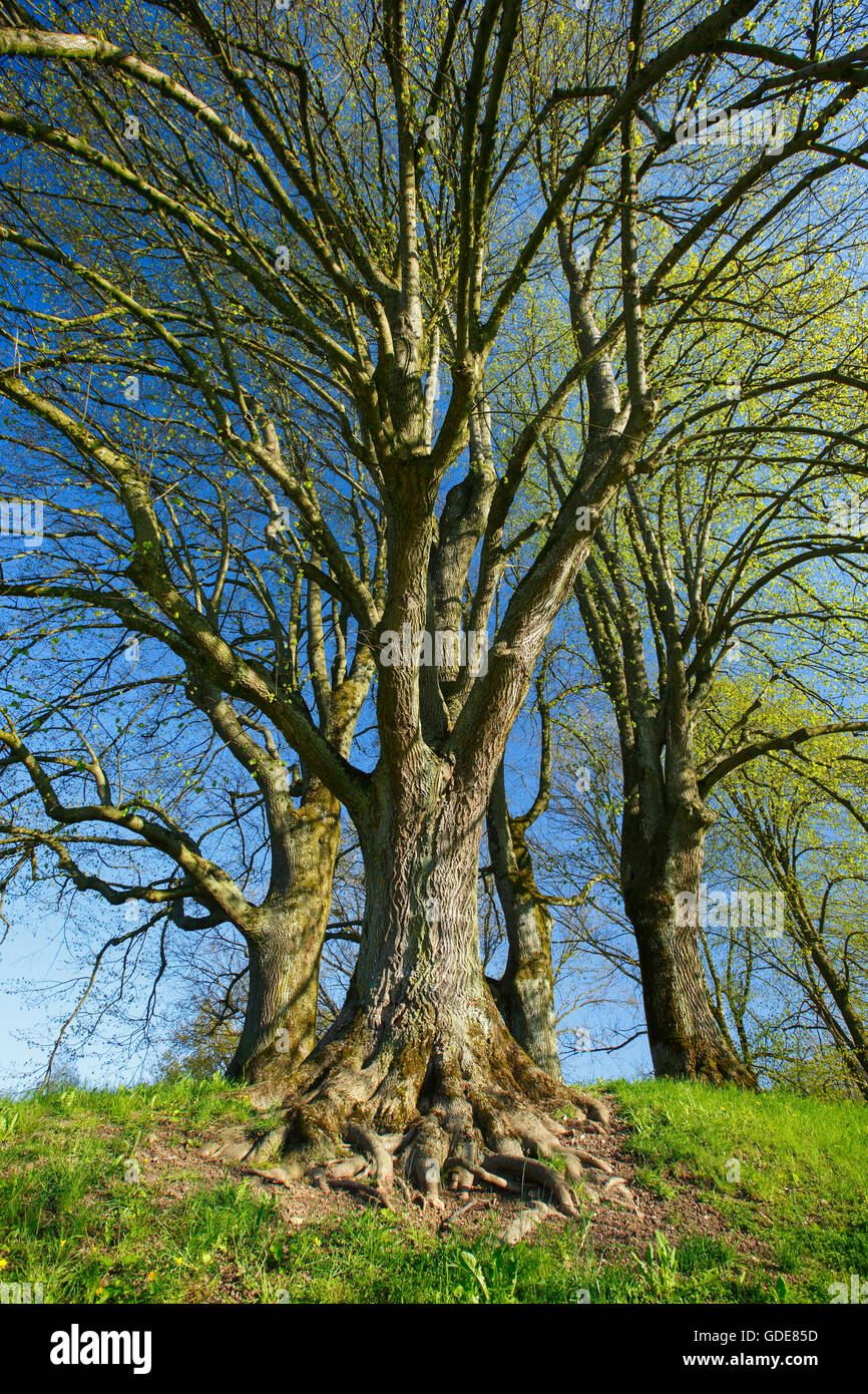 group of trees Stock Photo