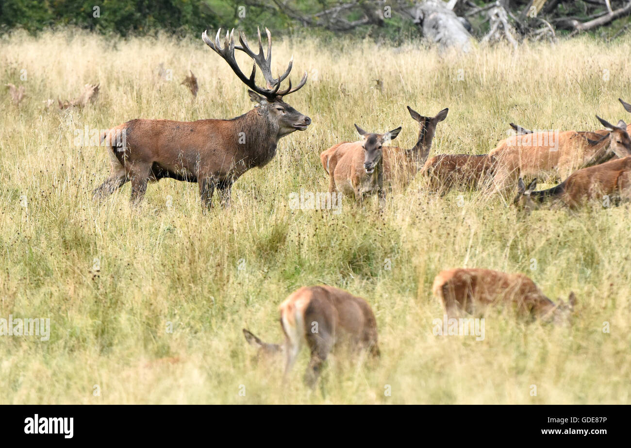 Red deer,rutting season,rut Stock Photo