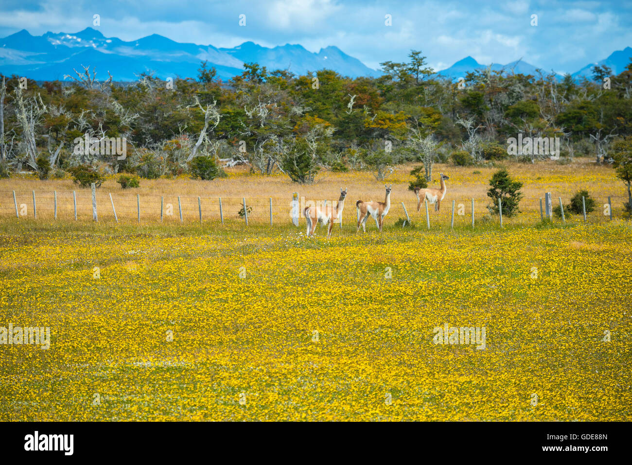 South America,Chile,Tierra del Fuego,Guanacos in flower filed Stock Photo