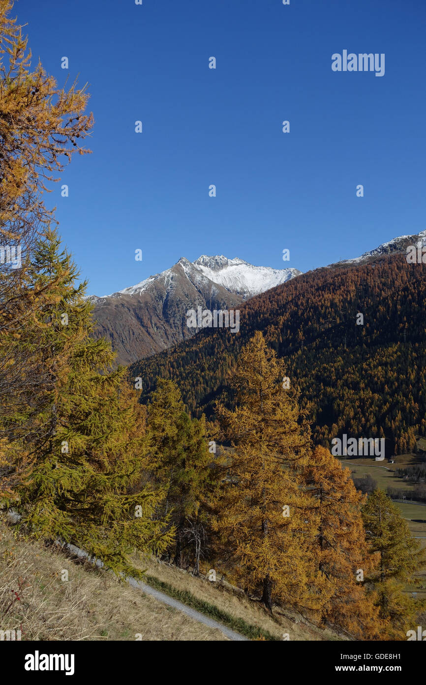 Switzerland,Europe,Valais,Goms,Münster,Alp,larches,wood,forest,autumn Stock Photo
