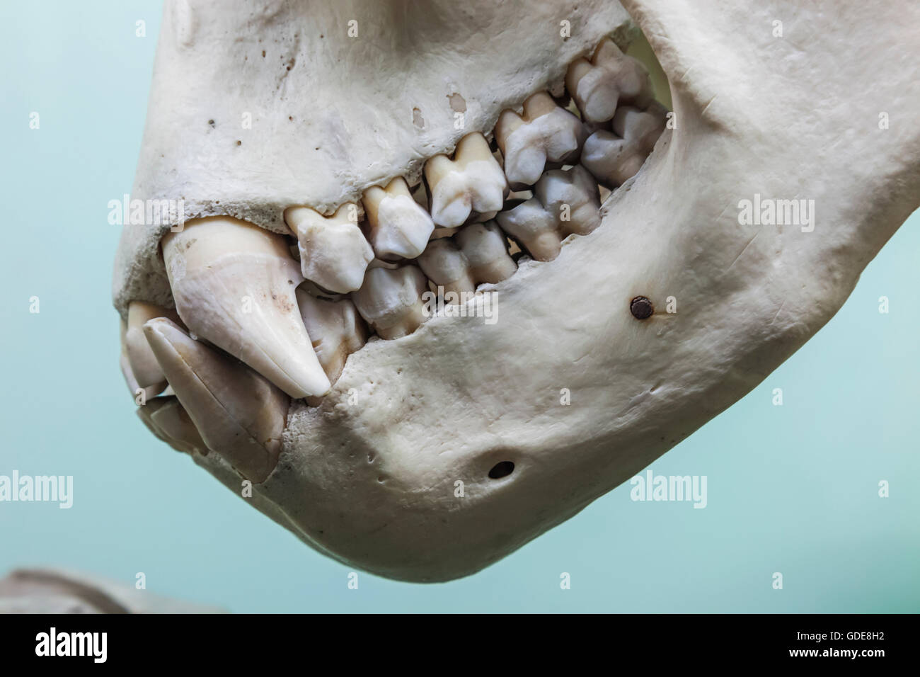 Gorilla skeleton hires stock photography and images Alamy
