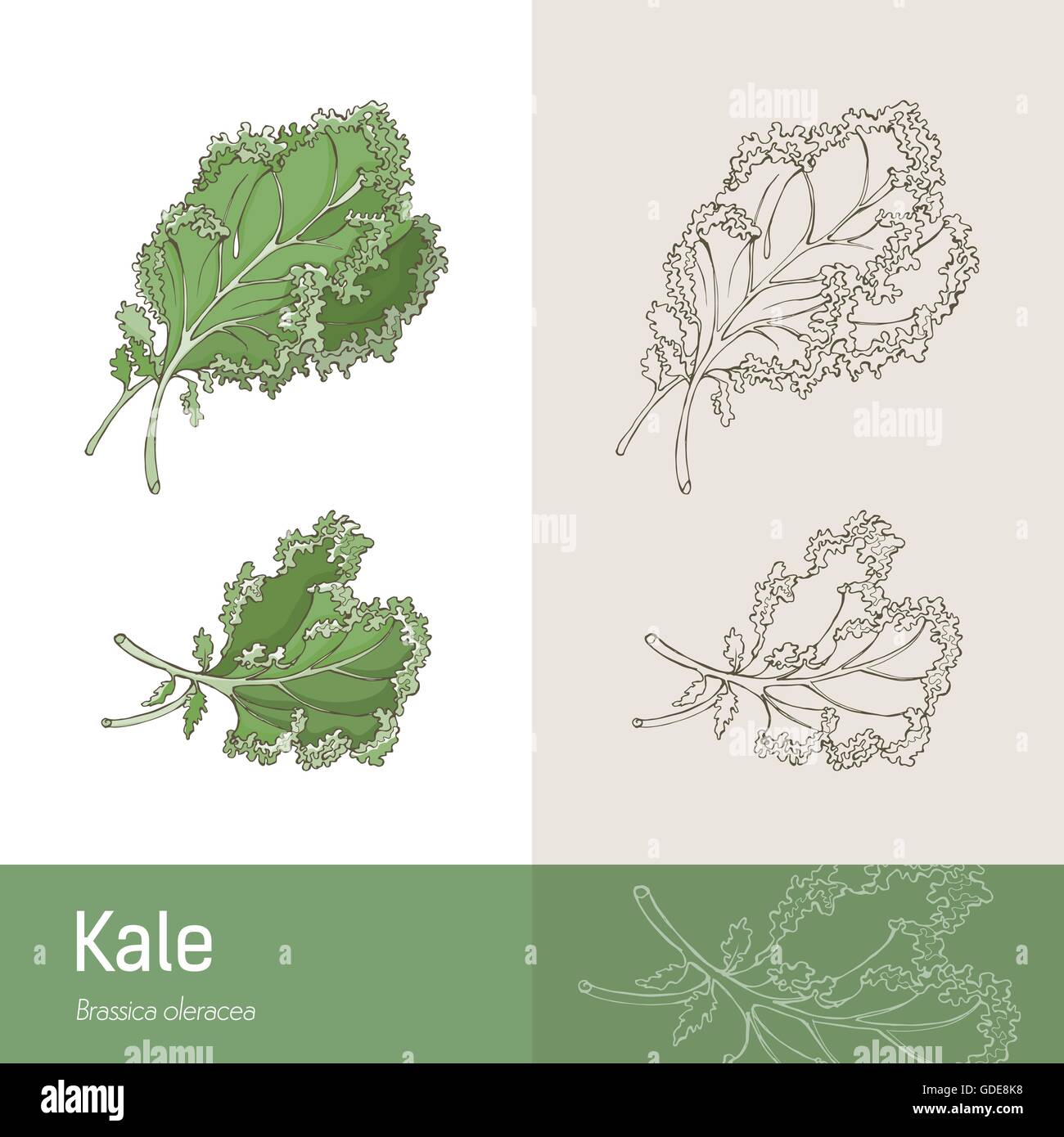 Kale cabbage botanical hand drawing, healthy eating concept Stock Vector
