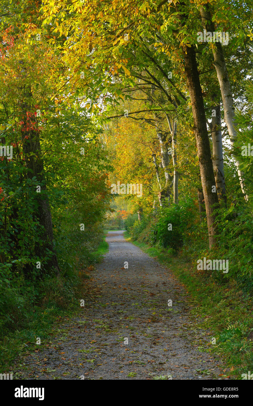 Forest way,Switzerland Stock Photo