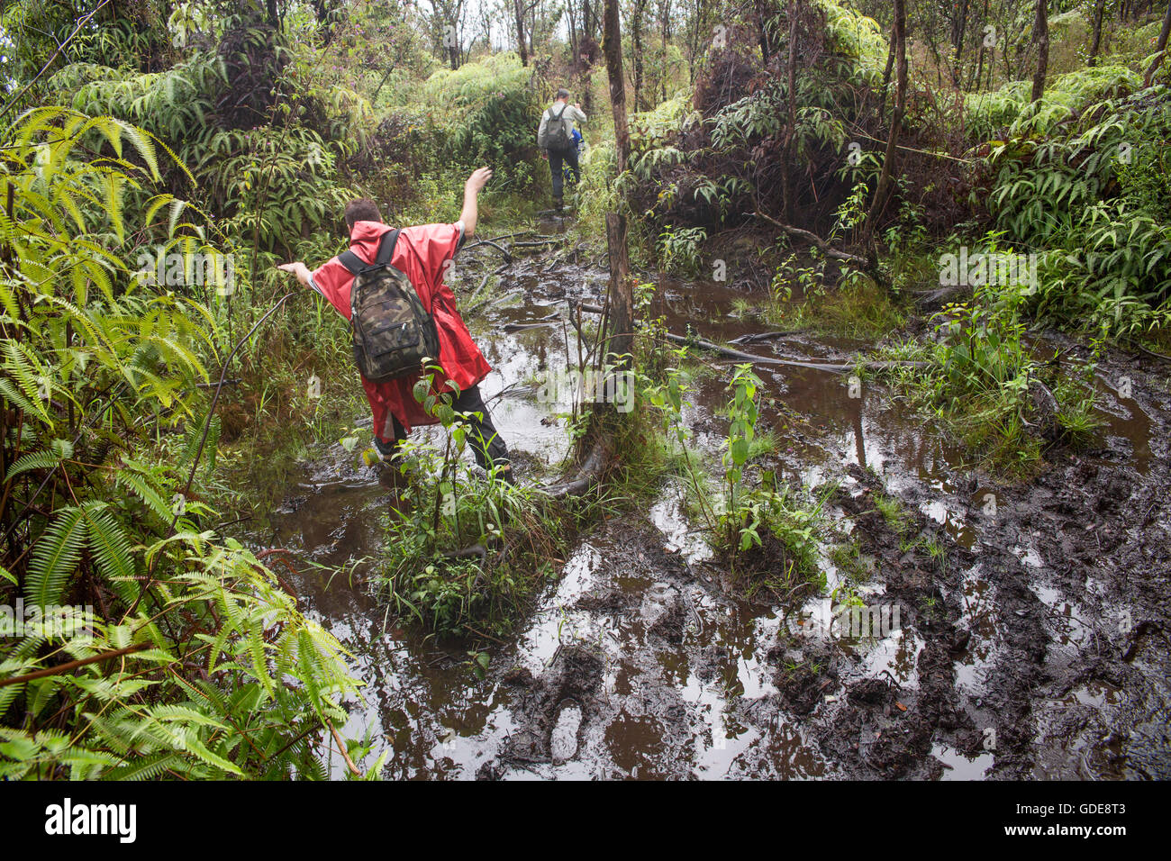 Big Island,hiking,rain forest,Kahaualea Natural aera reserve,reserve,Vulcanoes,National Park,Big Island,USA,Hawaii,Ame Stock Photo