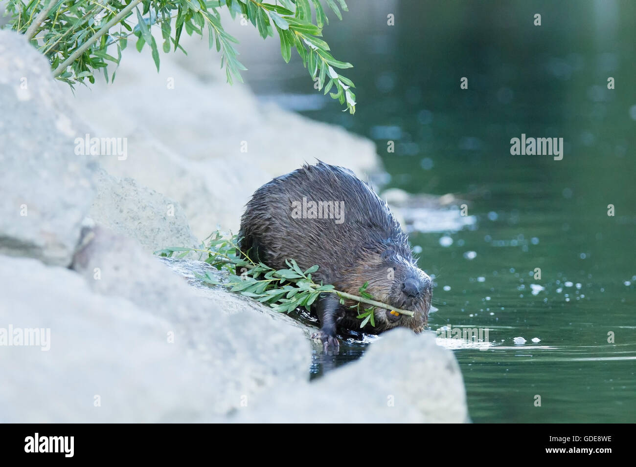 Nature,Animal,Mammal,Wild,Switzerland,Castor,beaver,Rodents Stock Photo