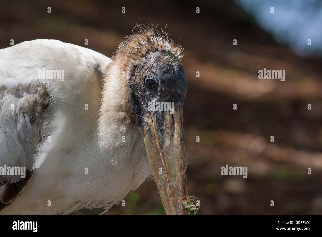Stalk bird hires stock photography and images Alamy