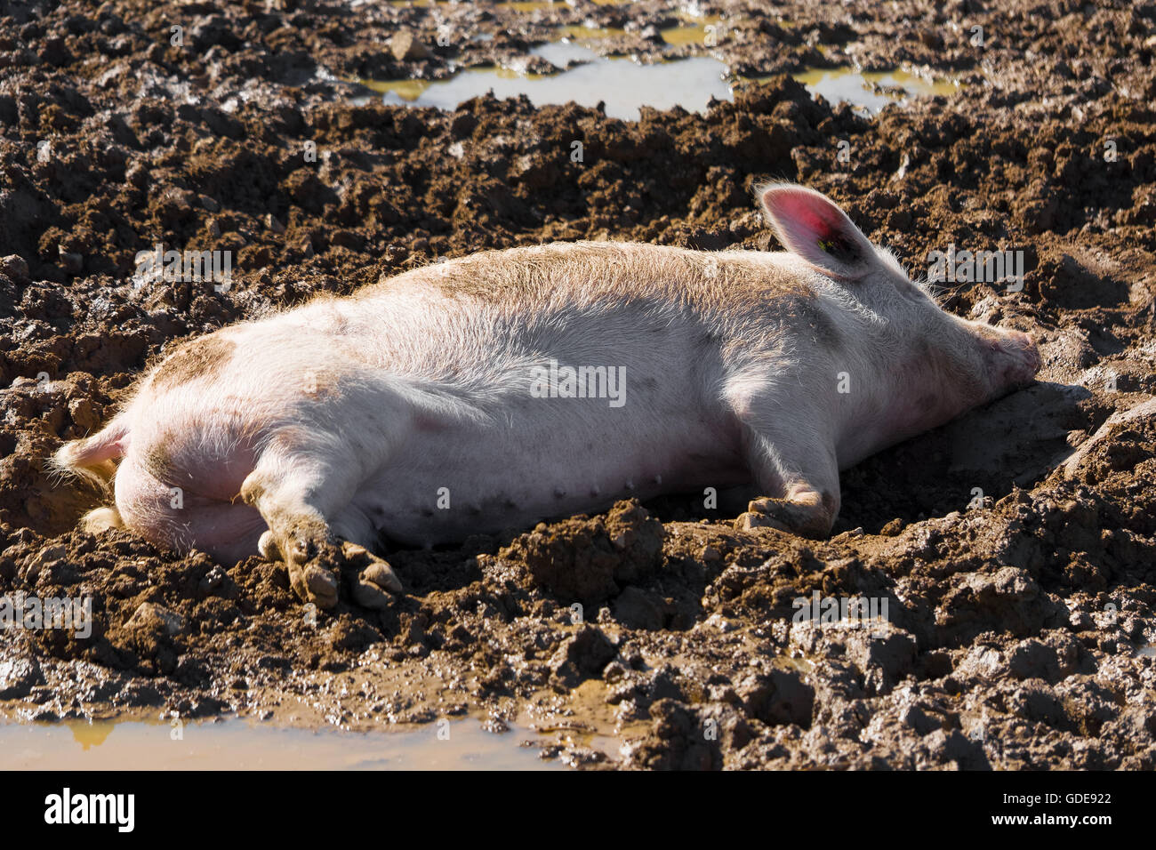 Wallowing pig Stock Photo