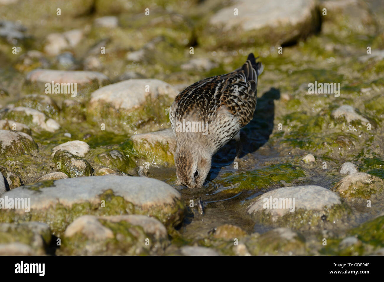 Dunlin,Calidris alpina,Scolopacidae,wader,bird,animal,Stampf,Jona,Canton of St. Gall,Switzerland Stock Photo