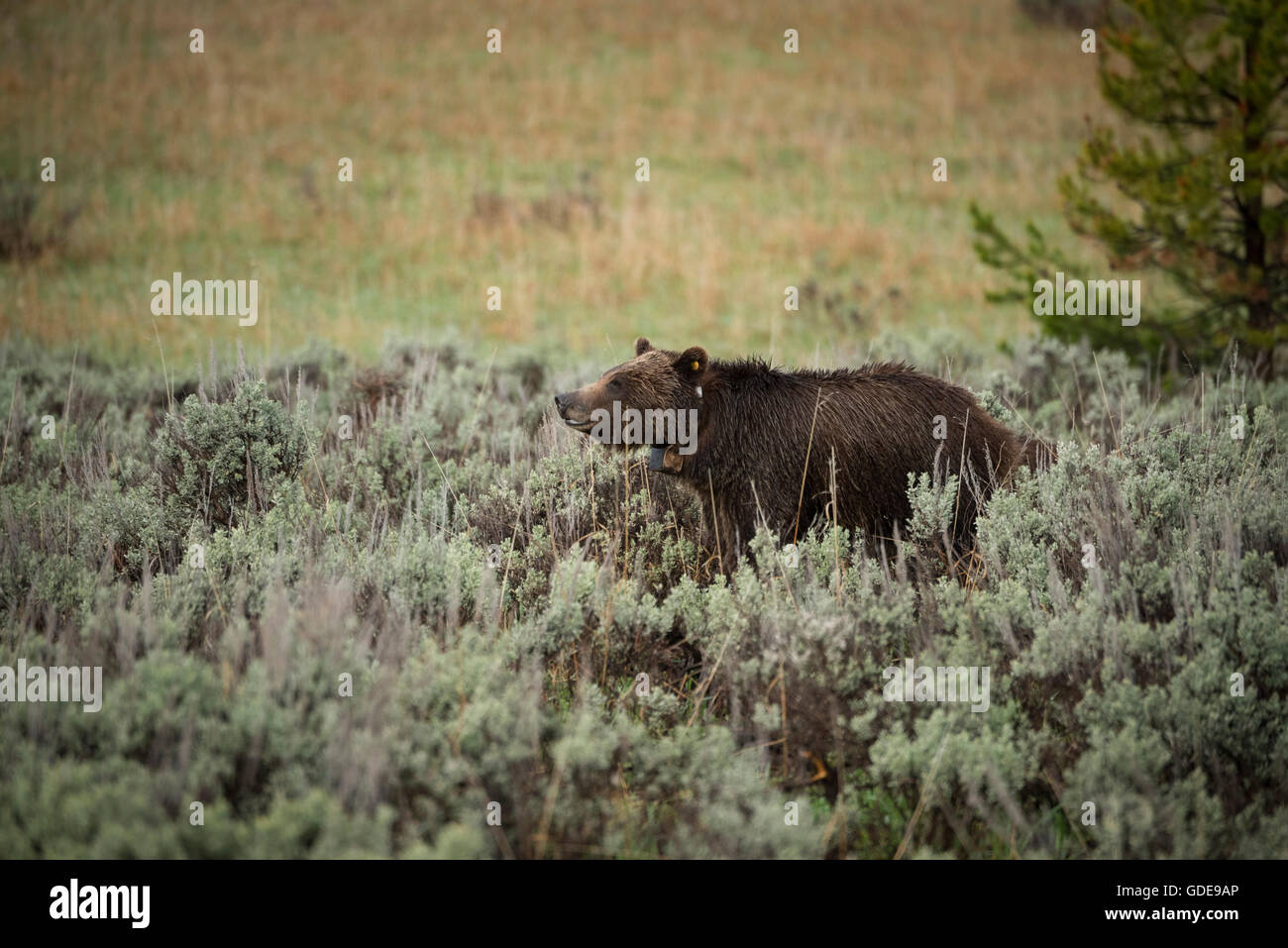 USA,Wyoming,Grand Teton,National Park,Grizzly bear wearing tracking collar Stock Photo