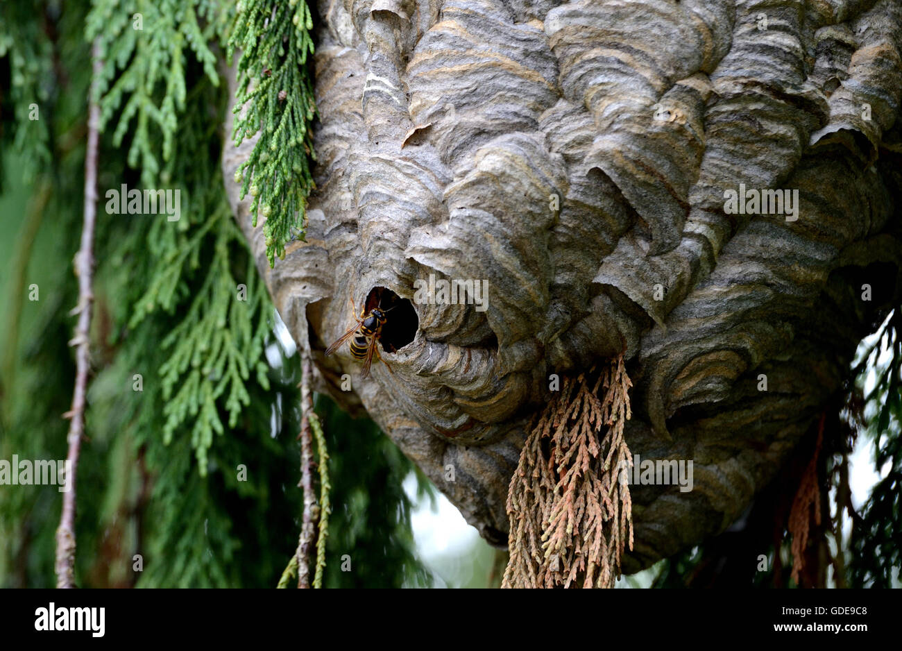 Hornets,hornet's nest Stock Photo