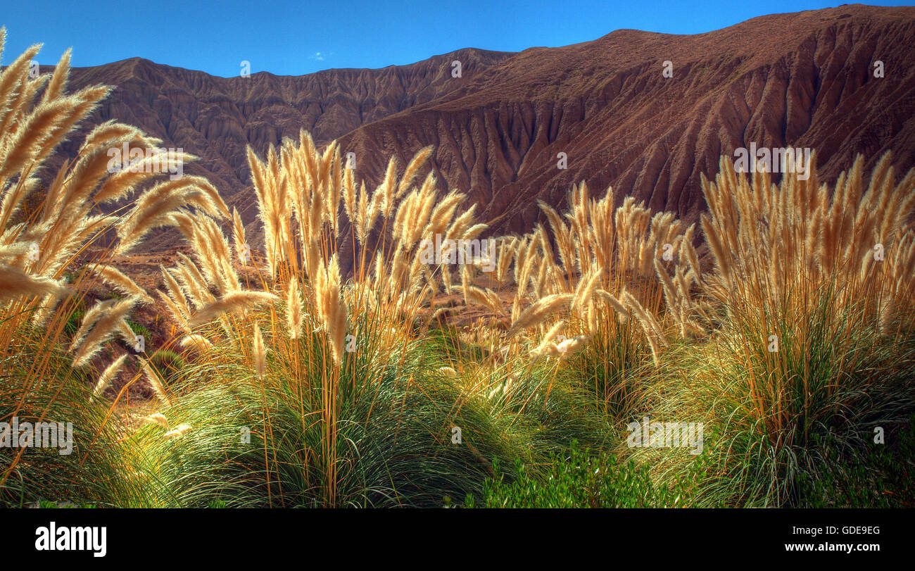 Putre,Chile,North Chile,desert,reed,wild plants,South America,mountains ...