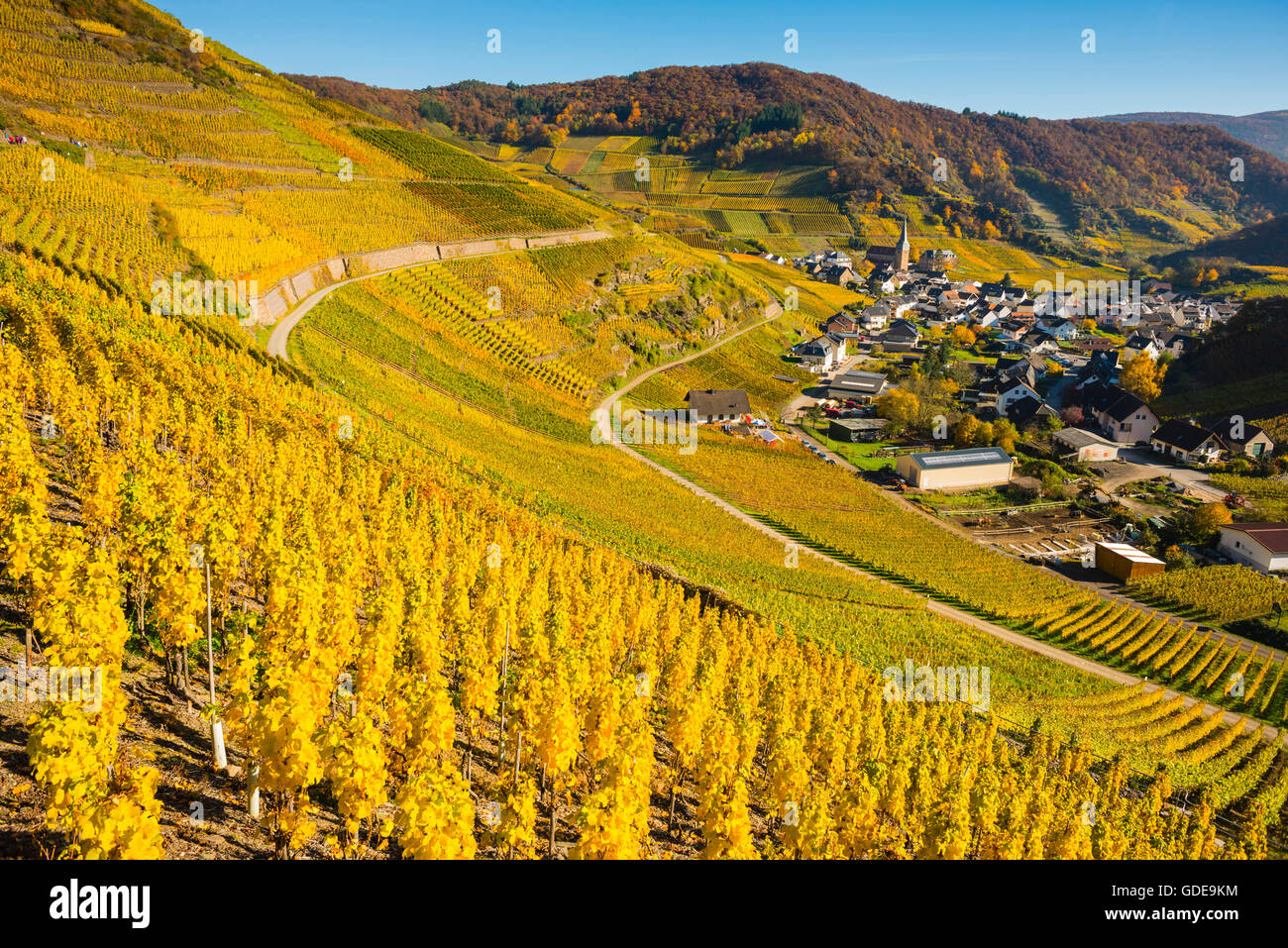 Ahrtal,cultivation,Germany,Eifel,Europe,autumn,autumnal,agriculture,Mayschoss,useful plant,parish church,Saint Nikola Stock Photo