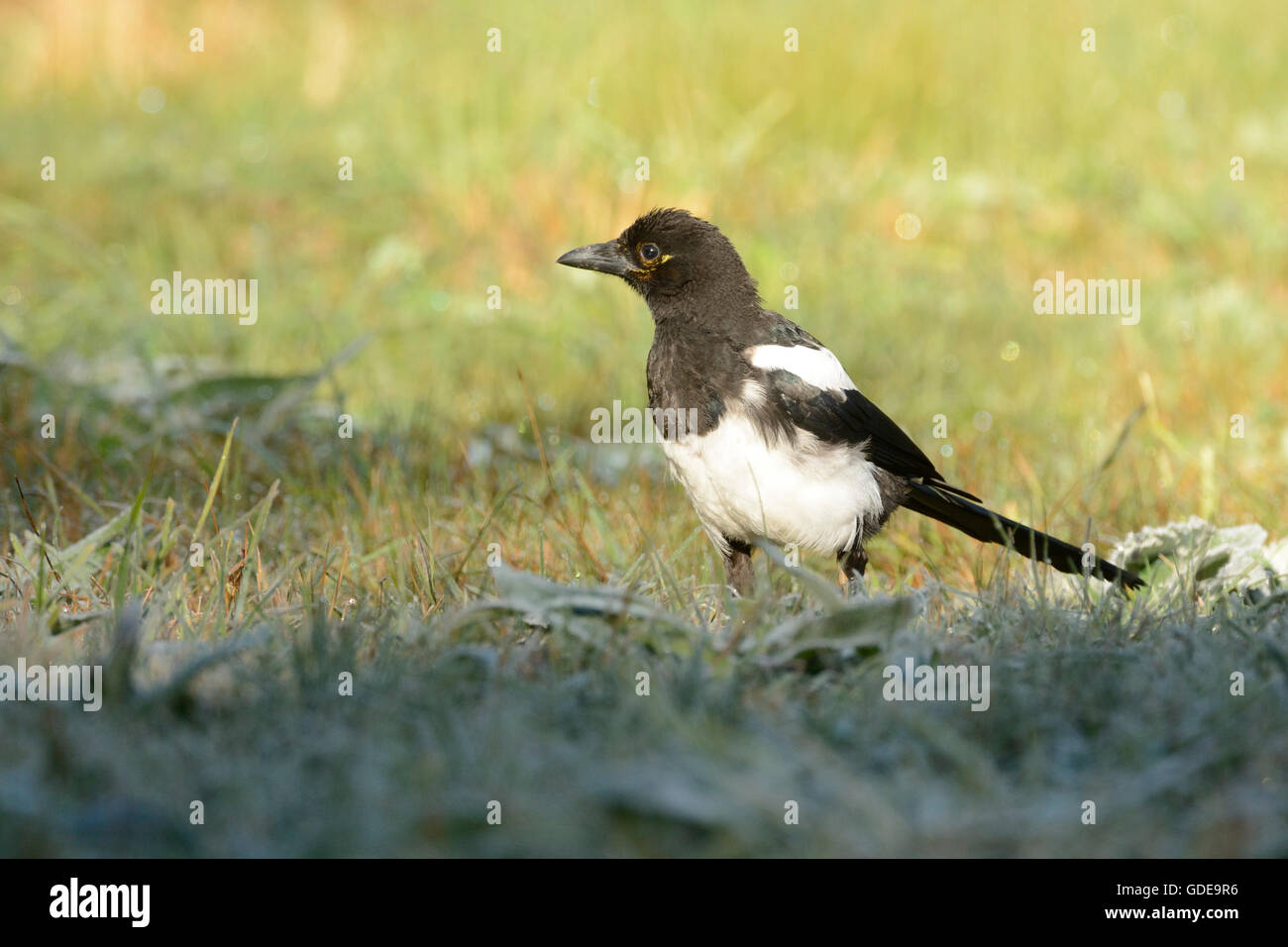 Eurasian Magpie,Pica pica,Corvidae,Magpie,juvenile,bird,animal,Obergoms,Canton of Valais,Switzerland Stock Photo