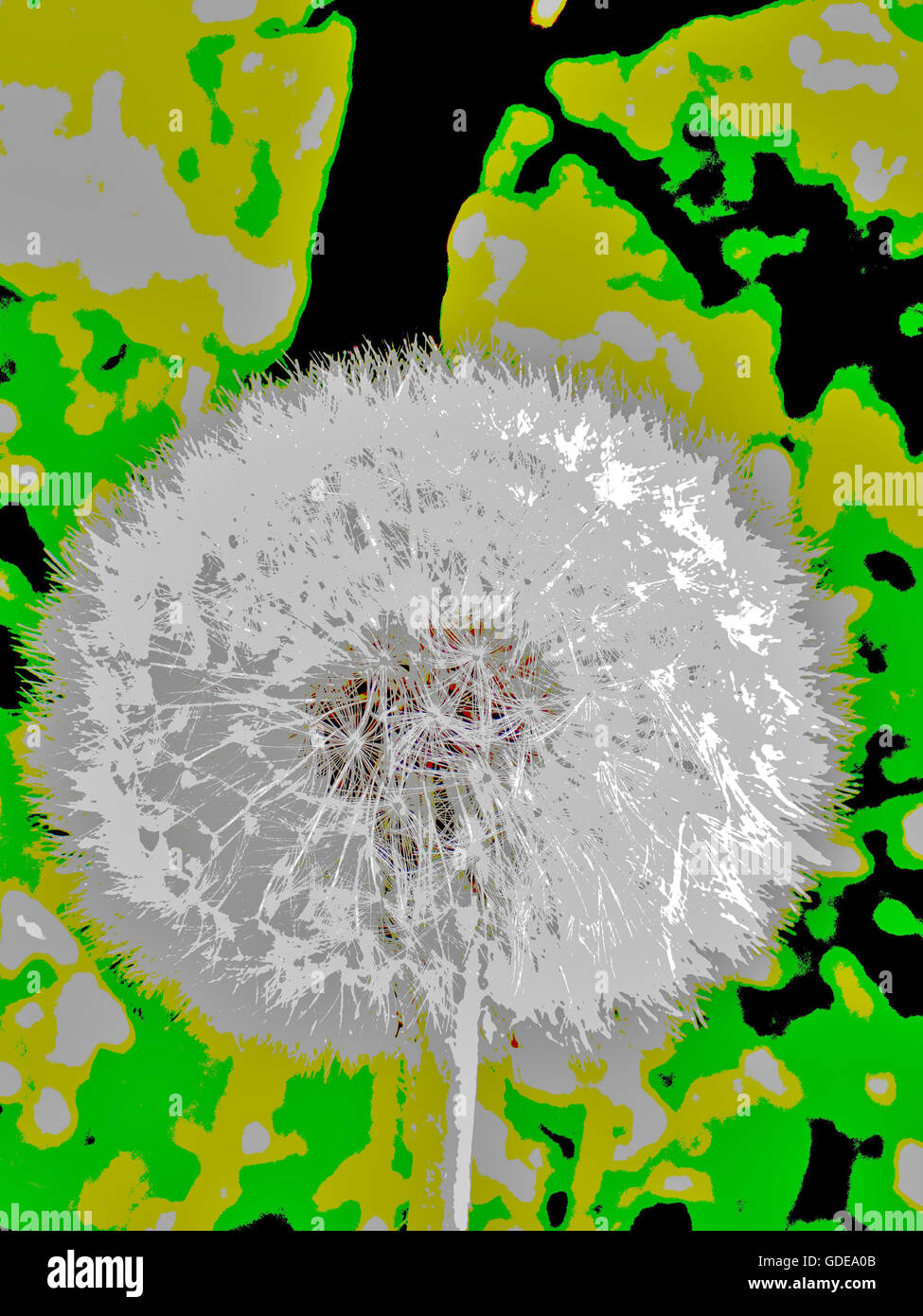 graphical,dandelion,Taraxacum officinale,concepts,timber  blowball Stock Photo
