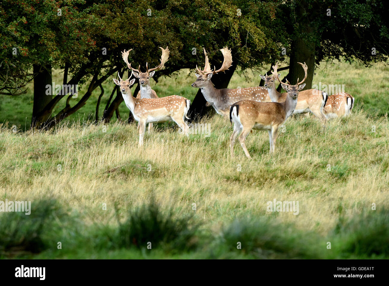 fallow deer at the edge of the forest Stock Photo