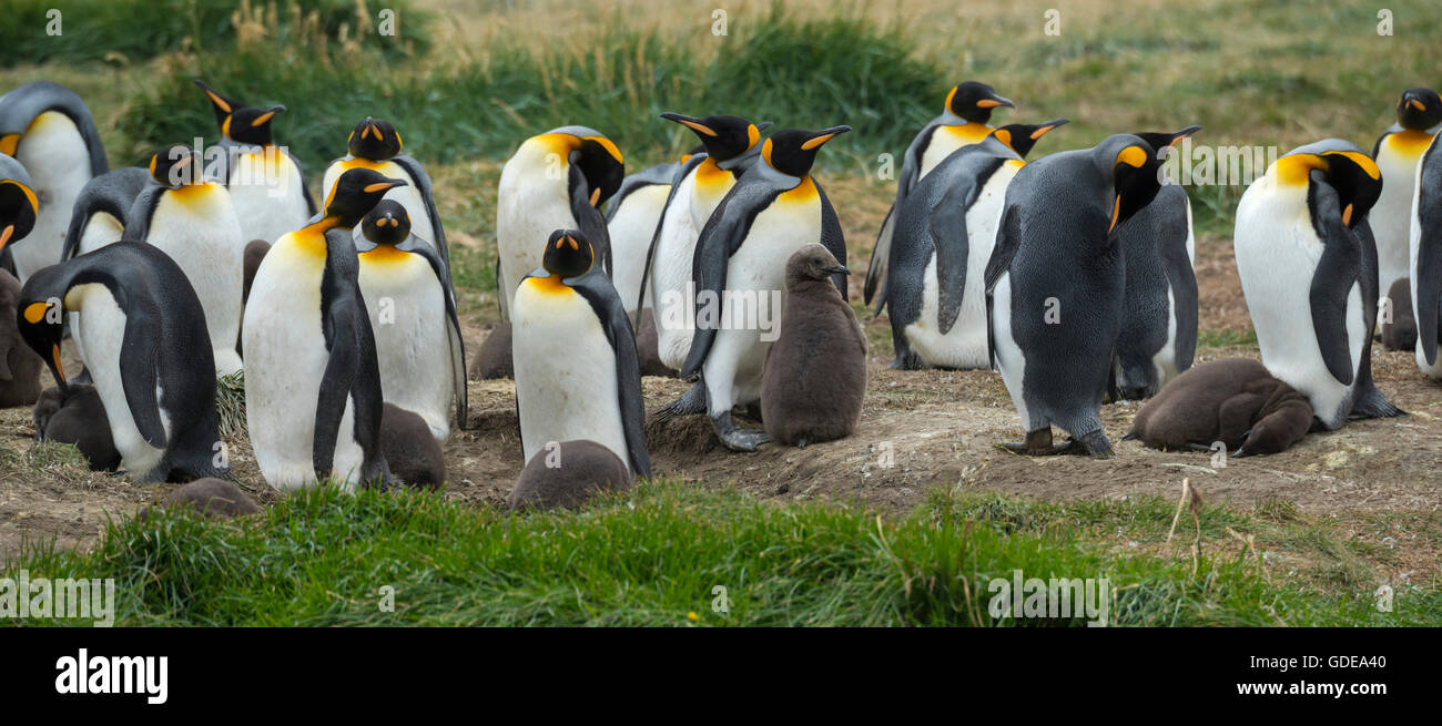 South America,Chile,Tierra del Fuego,Kings Penguin colony Stock Photo