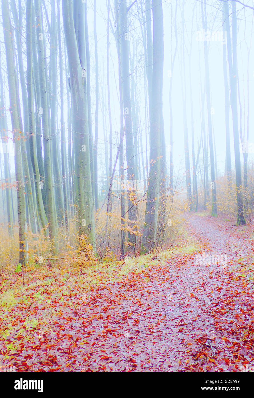 Creative,Softly,autumn,forest way,wood,forest,way,alienated,concepts, Stock Photo