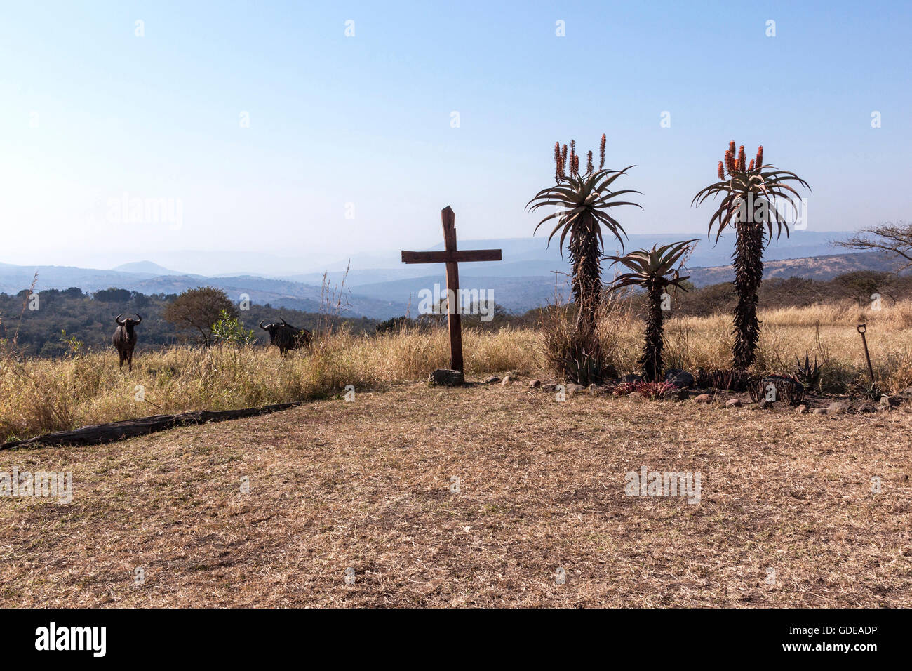 Large wood cross and flowering aloes in dry arid winter landscape with wildebeest looking on in South Africa Stock Photo