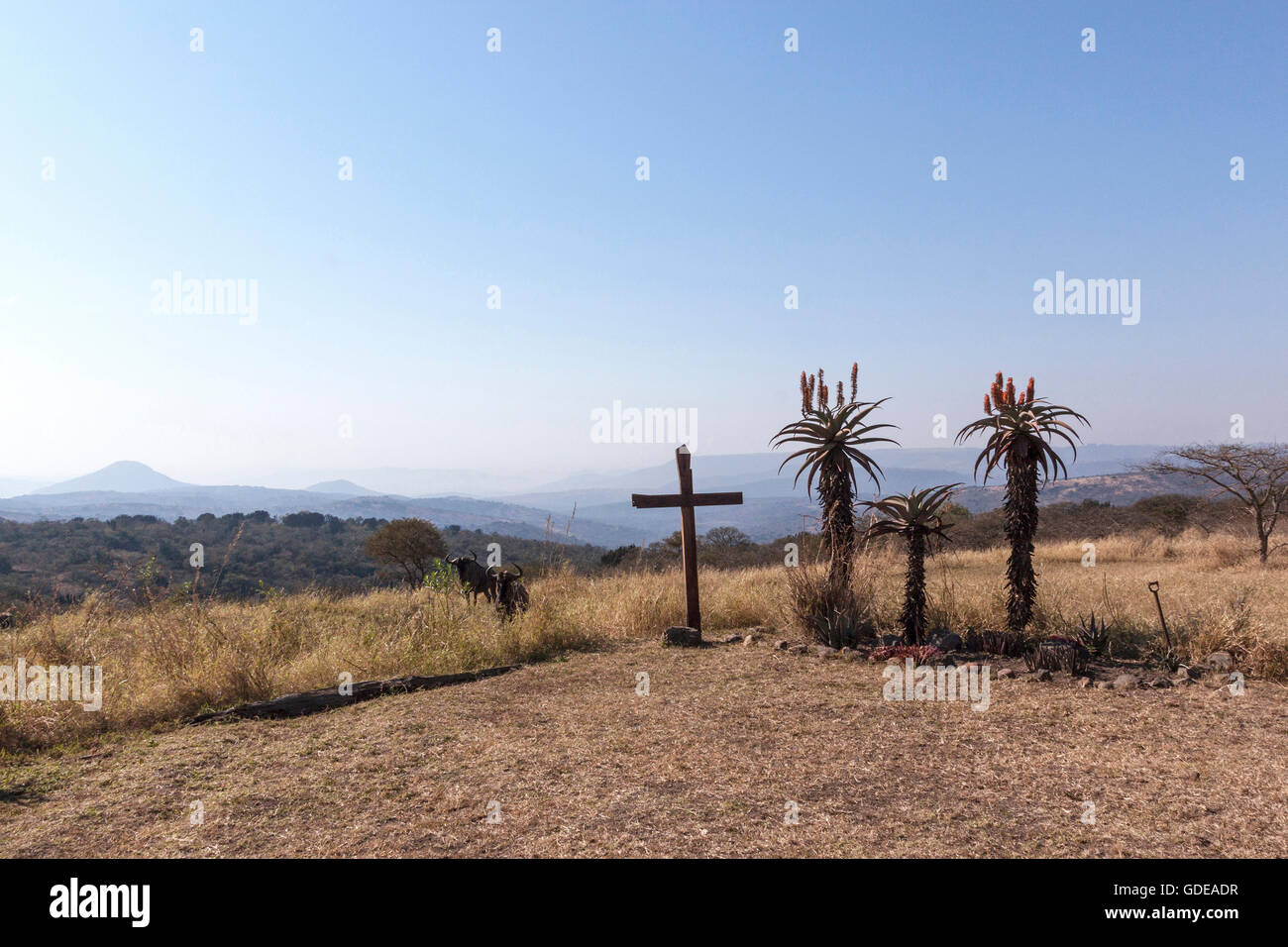 Large wood cross and flowering aloes in dry arid winter landscape with wildebeest looking on in South Africa Stock Photo