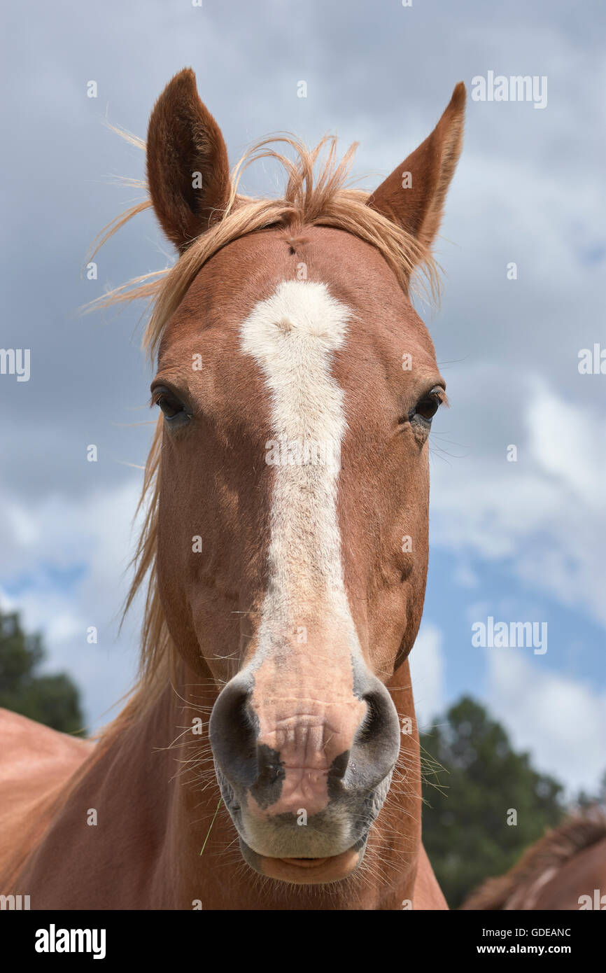 Spanish horse. El Maestrazgo. Teruel. Aragón. Spain. Stock Photo