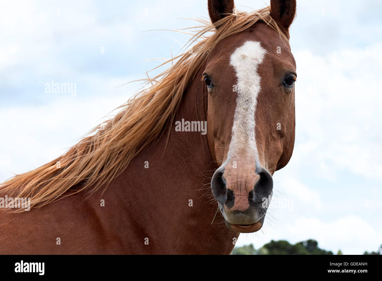 Spanish horse. El Maestrazgo. Teruel. Aragón. Spain. Stock Photo