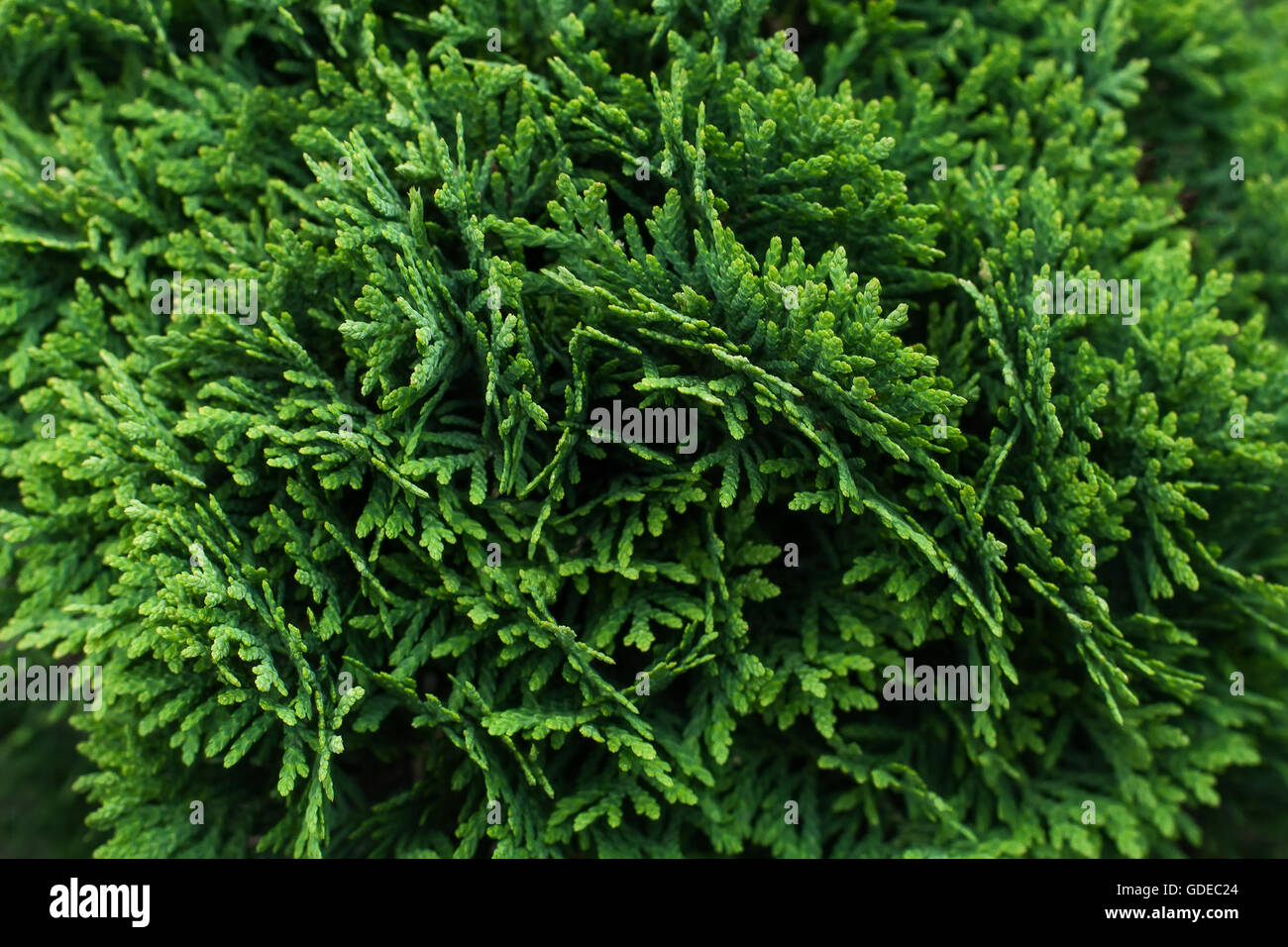 Bush of evergreen thuja globosa, background, close up Stock Photo