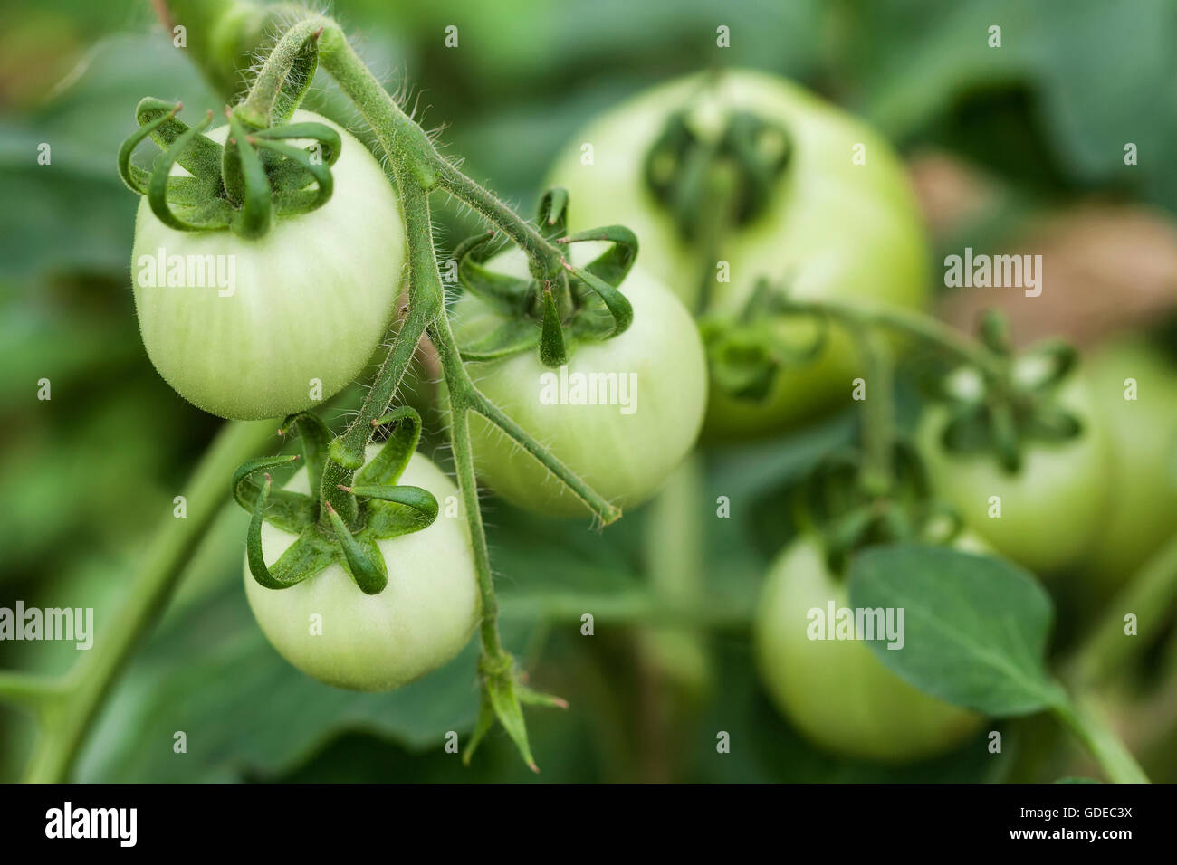 Underripe tomatoes hi-res stock photography and images - Alamy