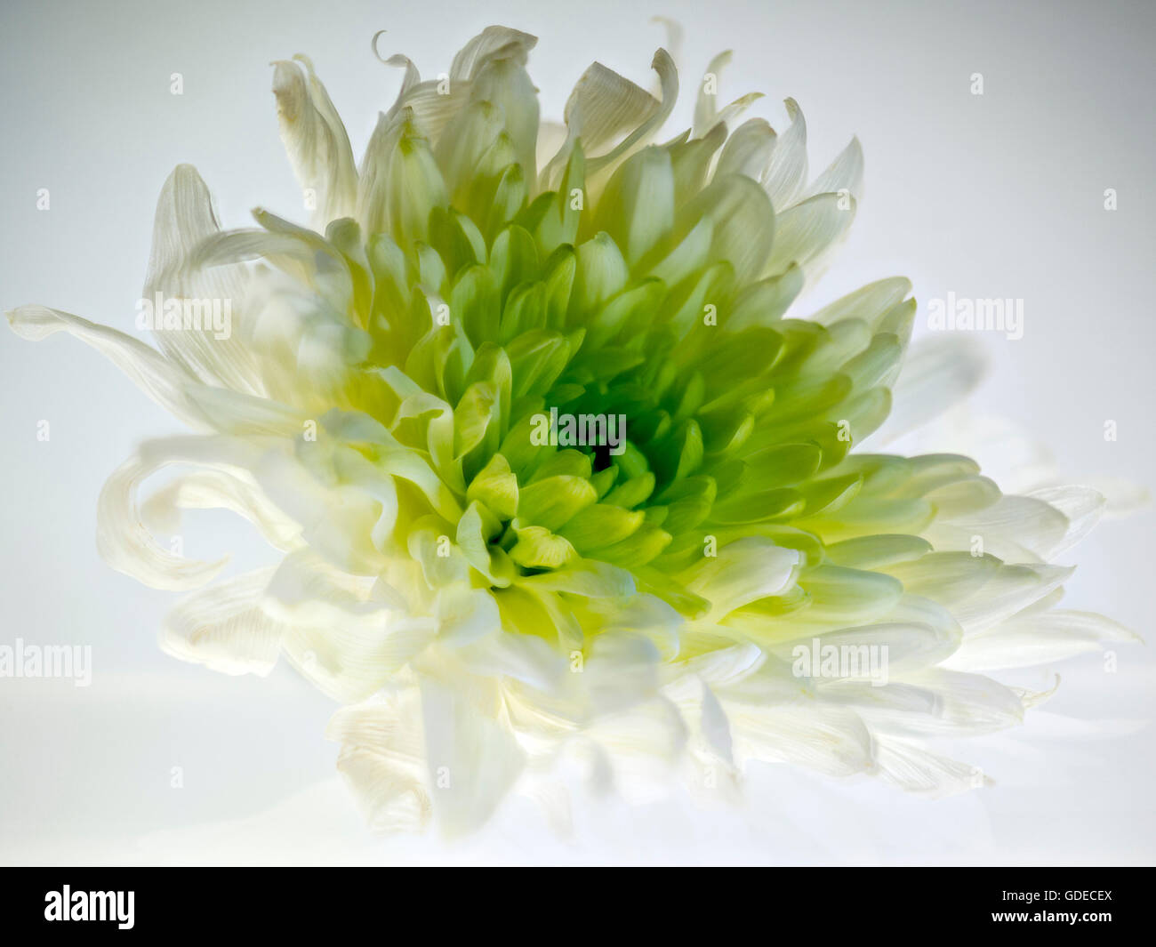 Chrysanthemum. This white/ green flower has been isolated and back lit to show its beauty and delicate petal structure. Stock Photo