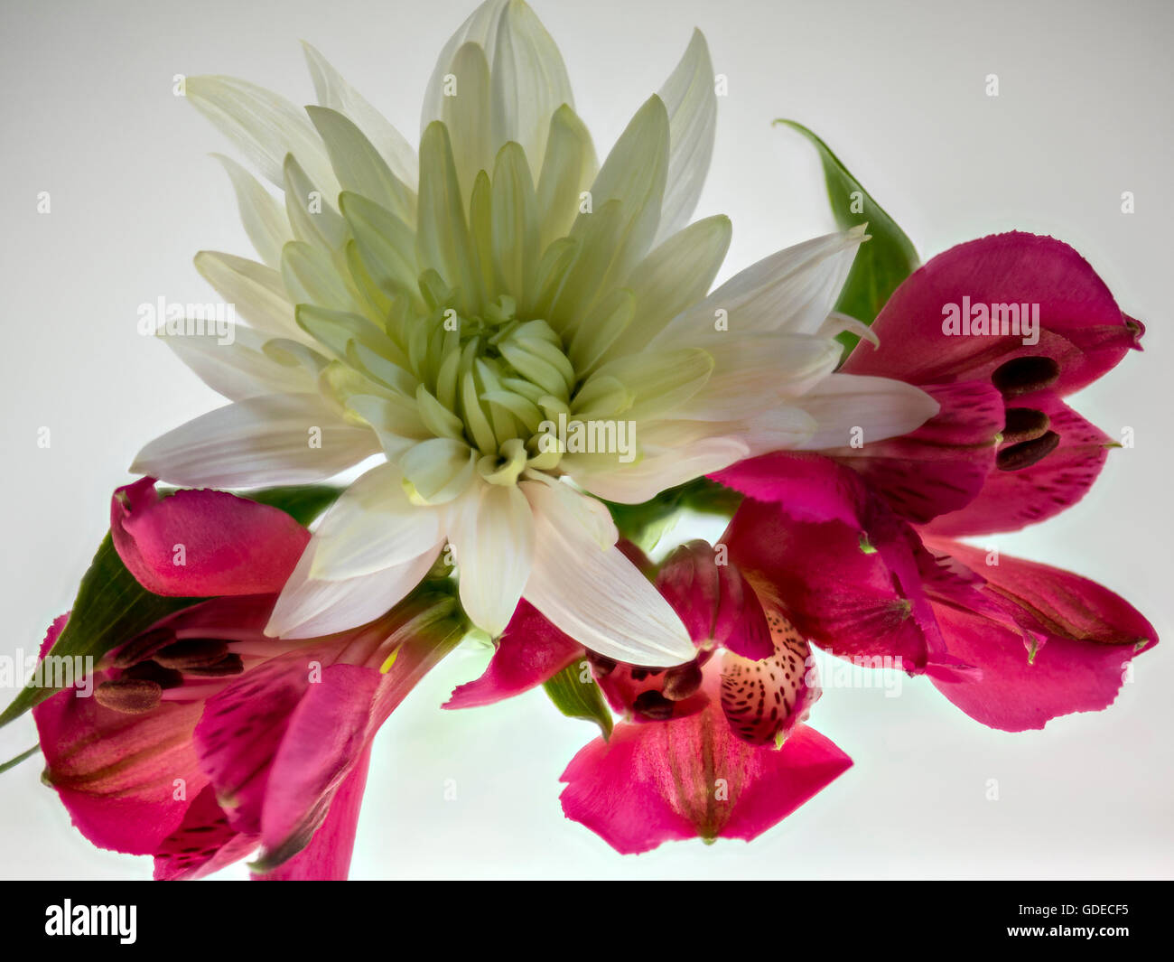 Alstromeria and Chrysanthemum flowers isolated and back lit to show their beauty and delicate petal structure. Stock Photo