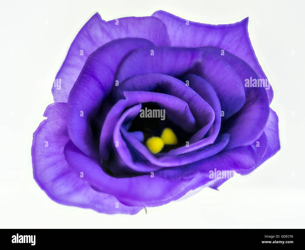 Blue Campanula. This blue campanula flower has been isolated and back lit to show its beauty and delicate petal structure. Stock Photo
