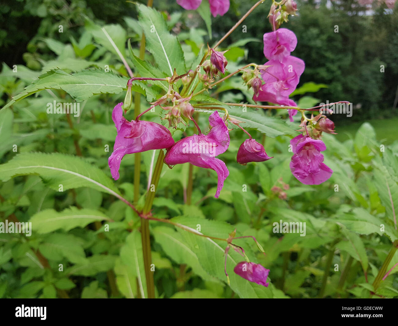 Druesiges Springkraut; Impatiens, glandulifera Stock Photo