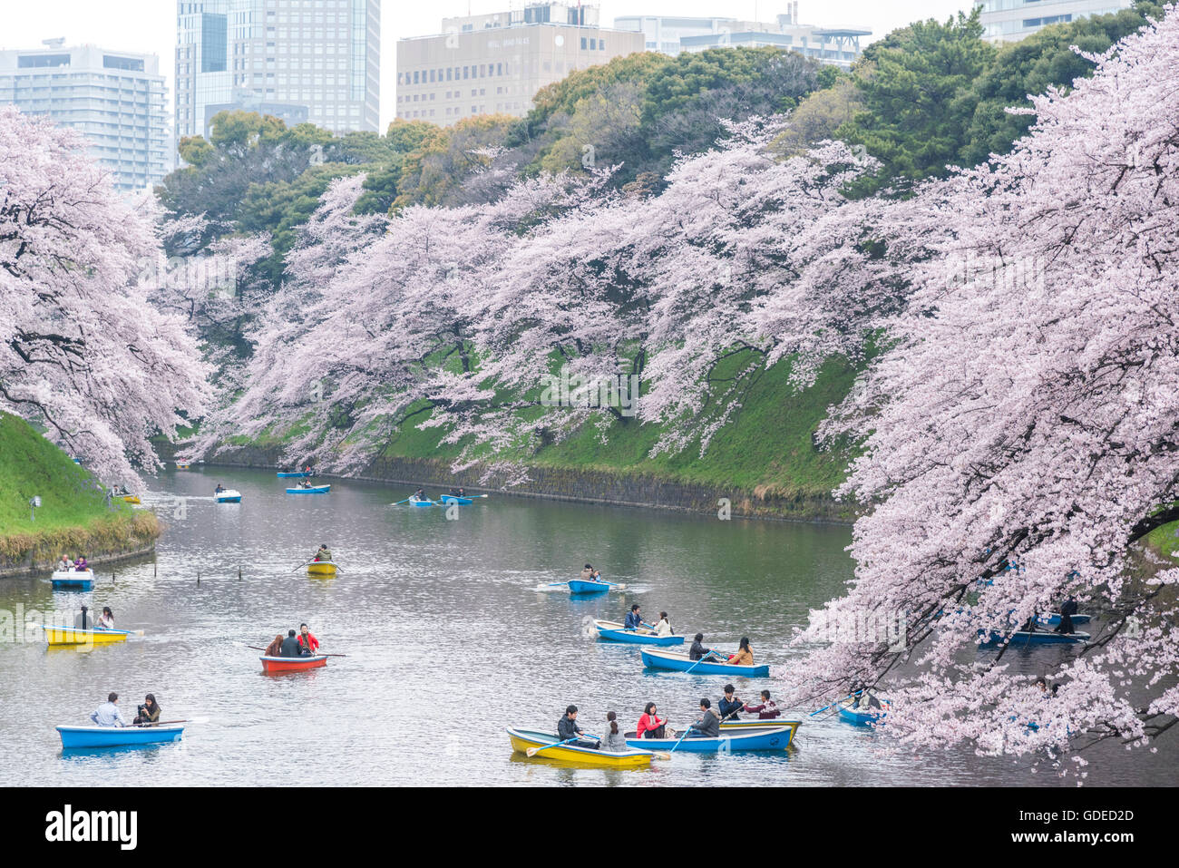 Cherry blossom,Chidorigafuchi,Kokyo Gaien Kitanomaru Park,Chiyoda-Ku ...