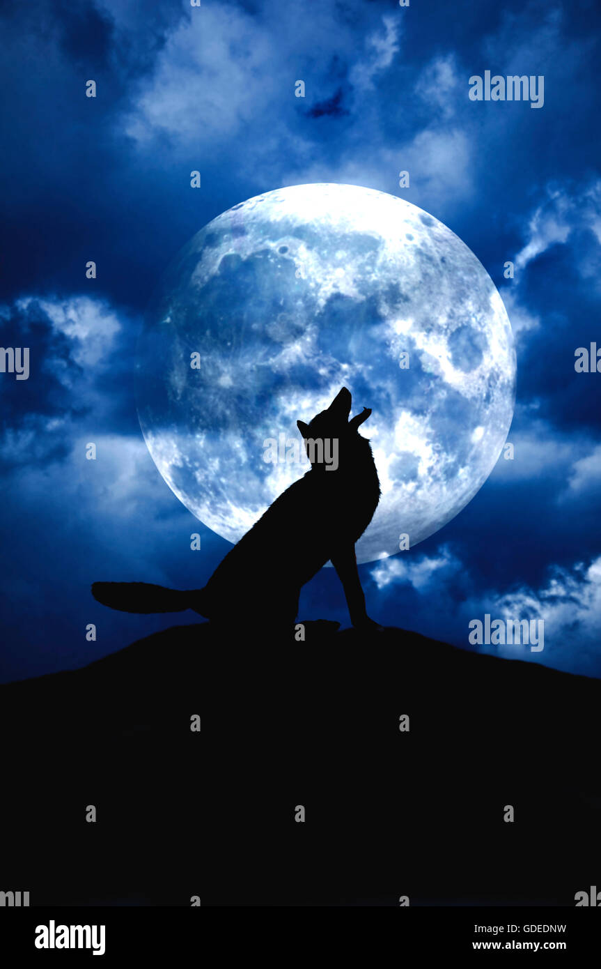 Grey Wolf Howling At The Moon