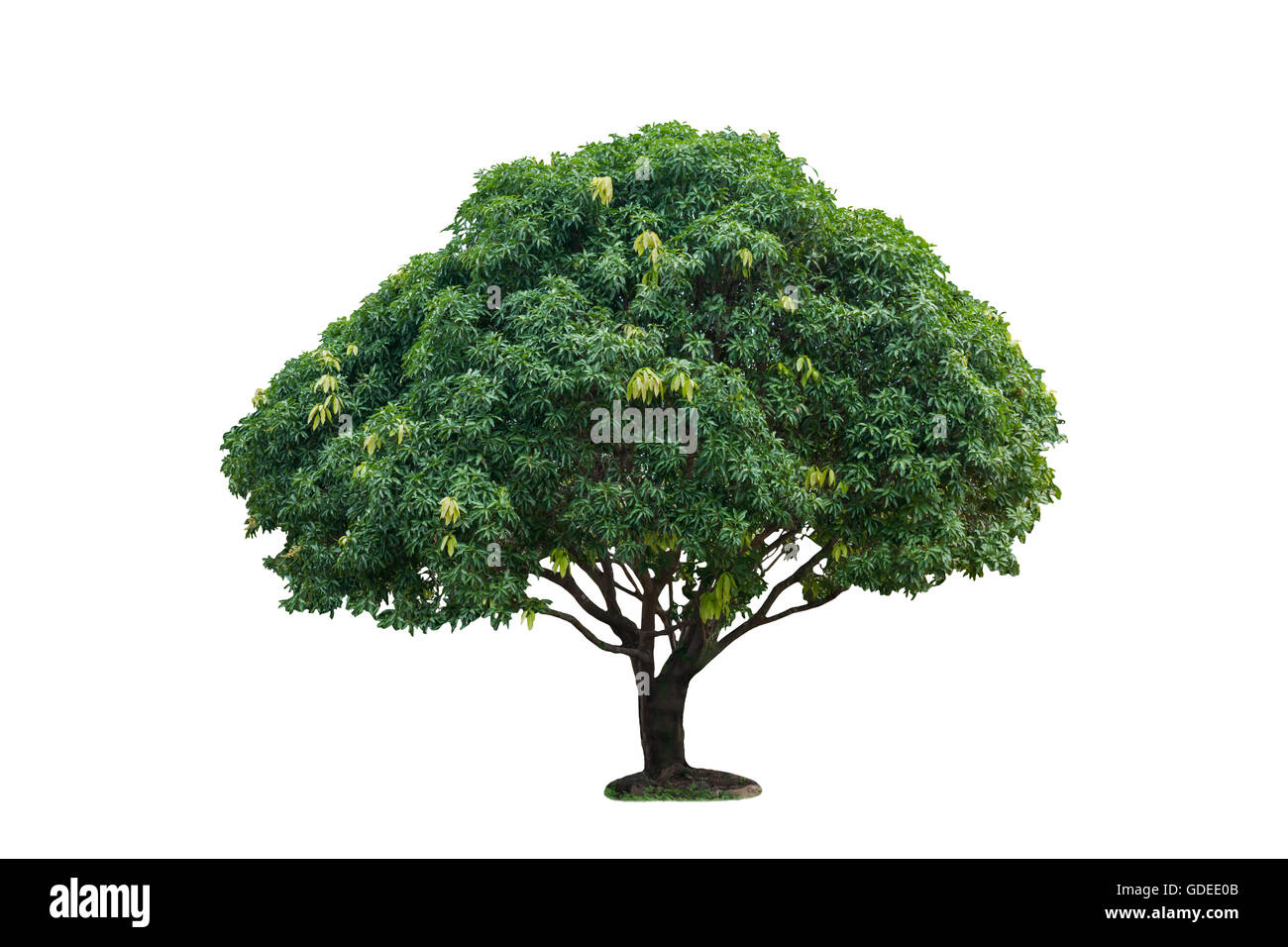 Mango tree Cut Out Stock Images & Pictures - Alamy